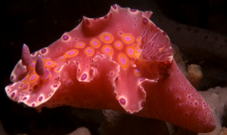 Illustration for article titled Striking Photographs Of Sea Slugs Expose The Alien World Under the Sea